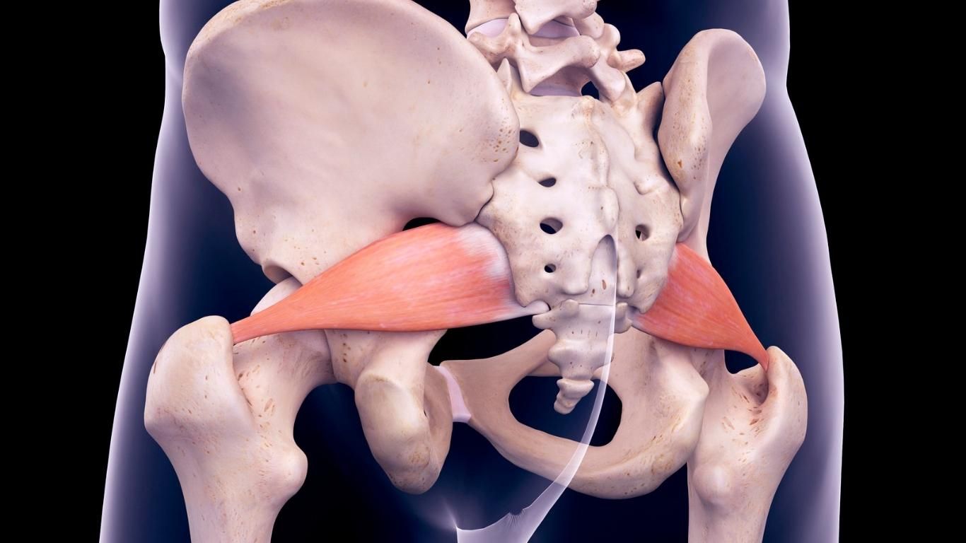 garn velstand overvåge Piriformis - Gode råd til træning af den pæreformede muskel ✓